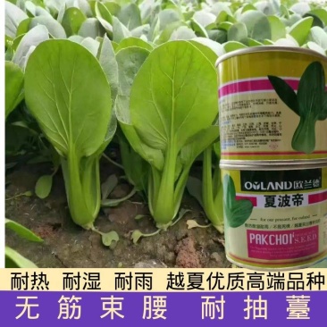 夏波帝青梗菜种子夏季耐热耐湿热无筋束腰上海青菜油菜