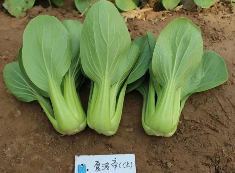 夏波帝青梗菜种子夏季耐热耐湿热无筋束腰上海青菜油菜