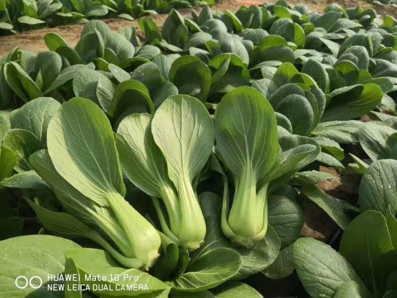 夏波帝青梗菜种子夏季耐热耐湿热无筋束腰上海青菜油菜