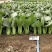 夏波帝青梗菜种子夏季耐热耐湿热无筋束腰上海青菜油菜