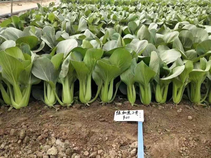 夏波帝青梗菜种子夏季耐热耐湿热无筋束腰上海青菜油菜
