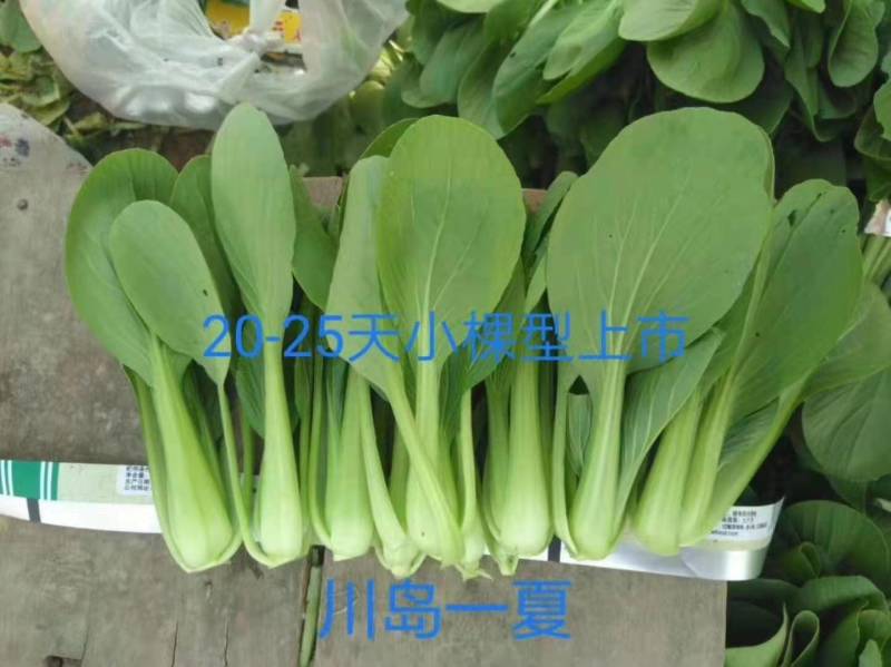 夏波帝青梗菜种子夏季耐热耐湿热无筋束腰上海青菜油菜