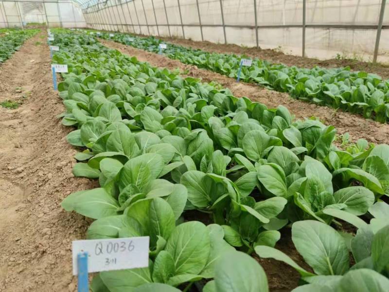 夏波帝青梗菜种子夏季耐热耐湿热无筋束腰上海青菜油菜