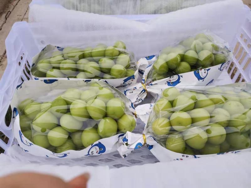 陕西精品葡萄阳光玫瑰葡萄，产地直供一手货源欢迎来电