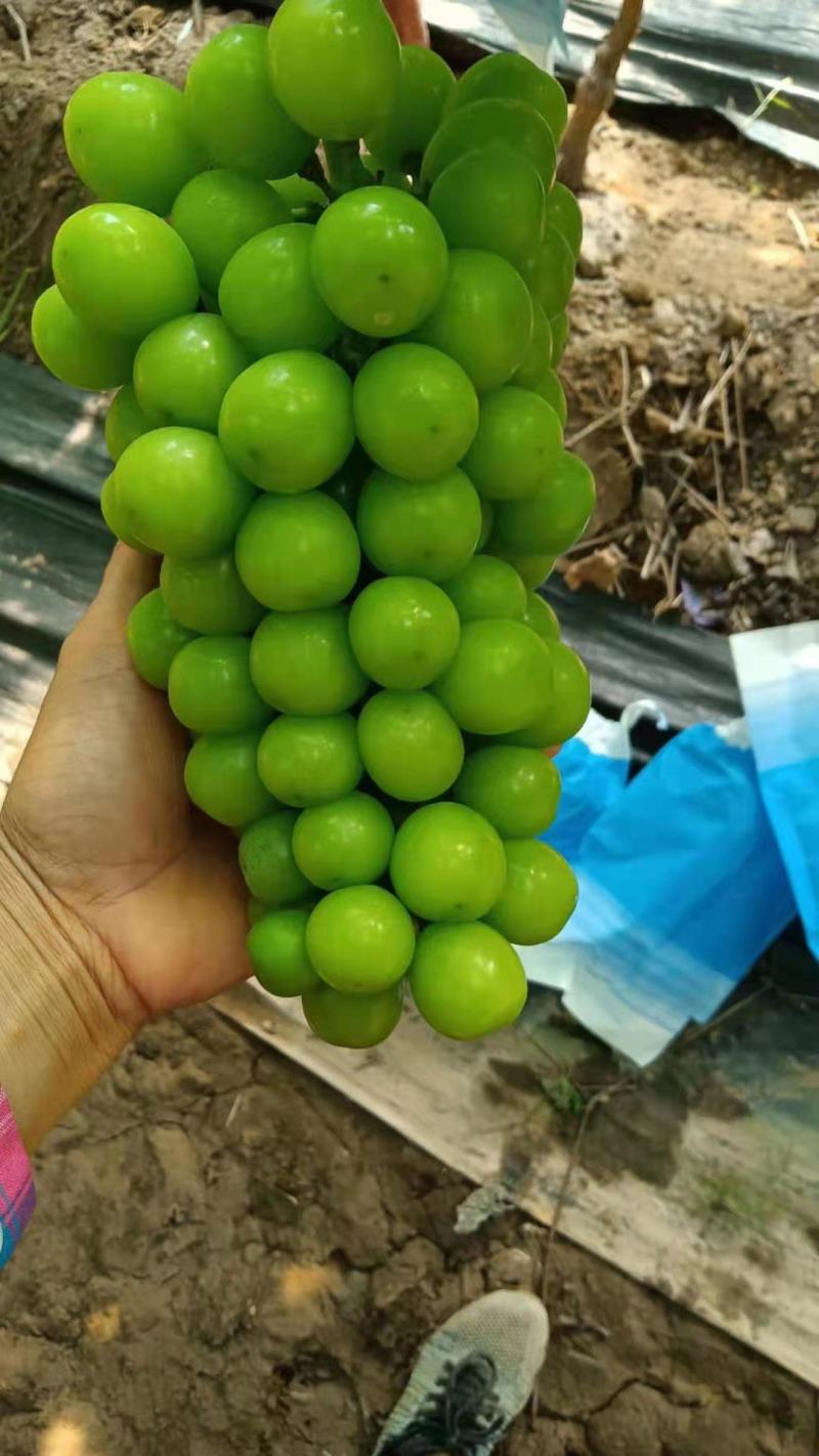 陕西精品葡萄阳光玫瑰葡萄，产地直供一手货源欢迎来电
