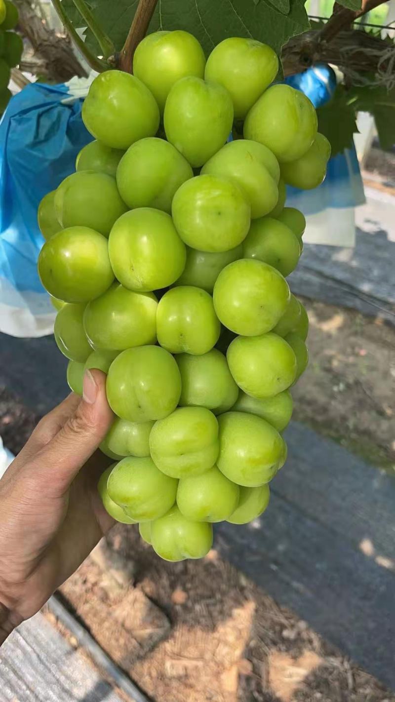 陕西精品葡萄阳光玫瑰葡萄，产地直供一手货源欢迎来电