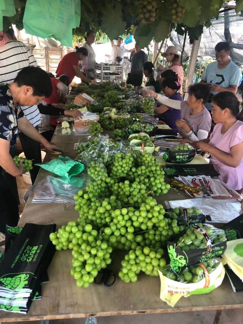 镇店之宝】香印青提葡萄品种多样提供冷链运输基地直供