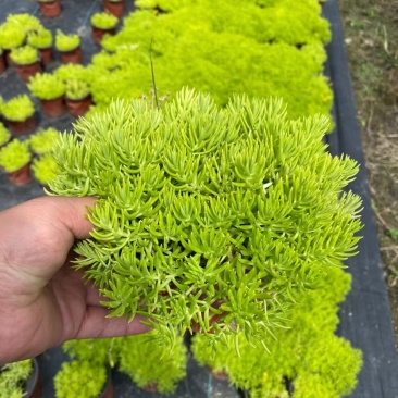 金叶佛甲草批发双色杯佛甲草，小杯佛苗圃直销