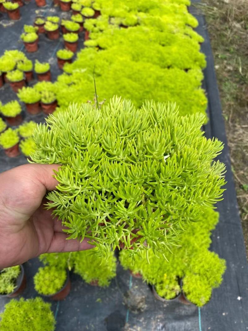 金叶佛甲草批发双色杯佛甲草，小杯佛苗圃直销