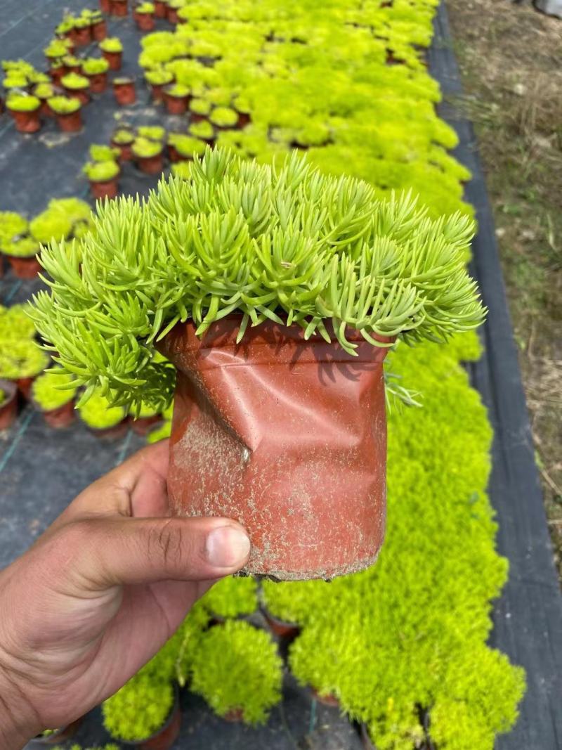 金叶佛甲草批发双色杯佛甲草，小杯佛苗圃直销