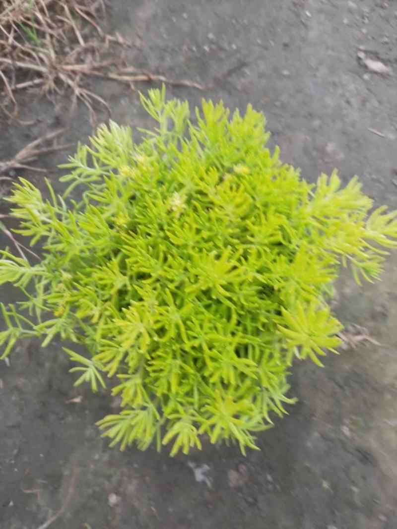 金叶佛甲草批发双色杯佛甲草，小杯佛苗圃直销