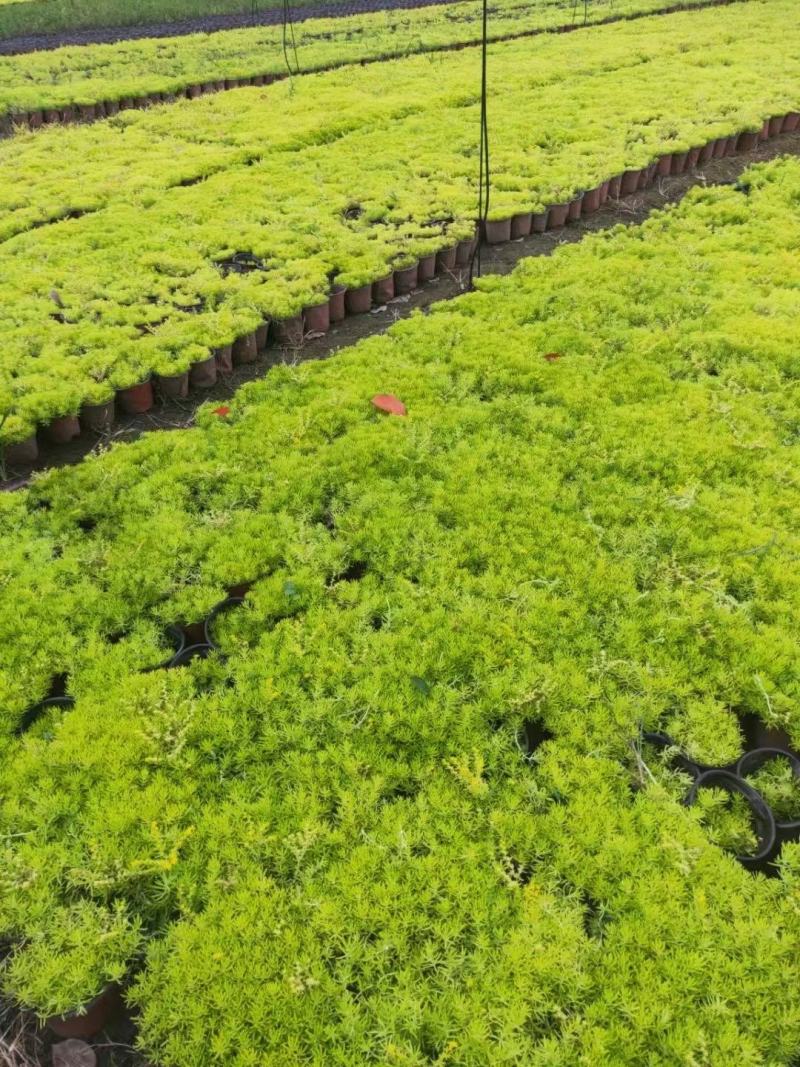 金叶佛甲草批发双色杯佛甲草，小杯佛苗圃直销