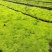 金叶佛甲草批发双色杯佛甲草，小杯佛苗圃直销