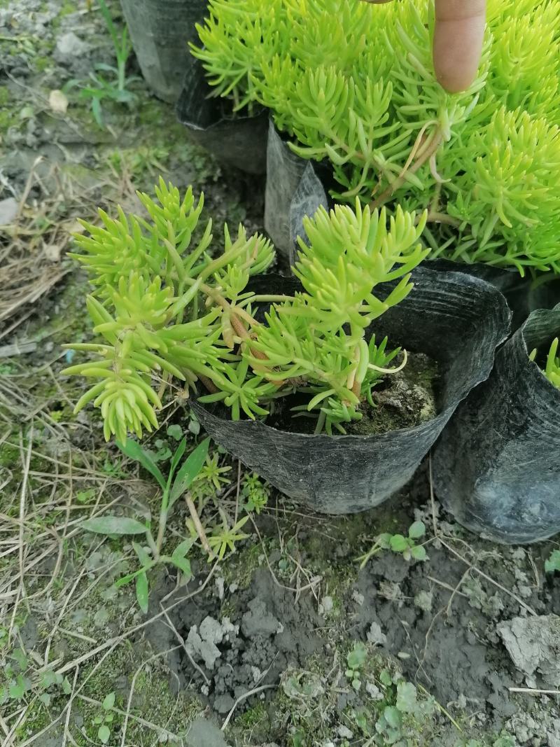 金叶佛甲草批发双色杯佛甲草，小杯佛苗圃直销