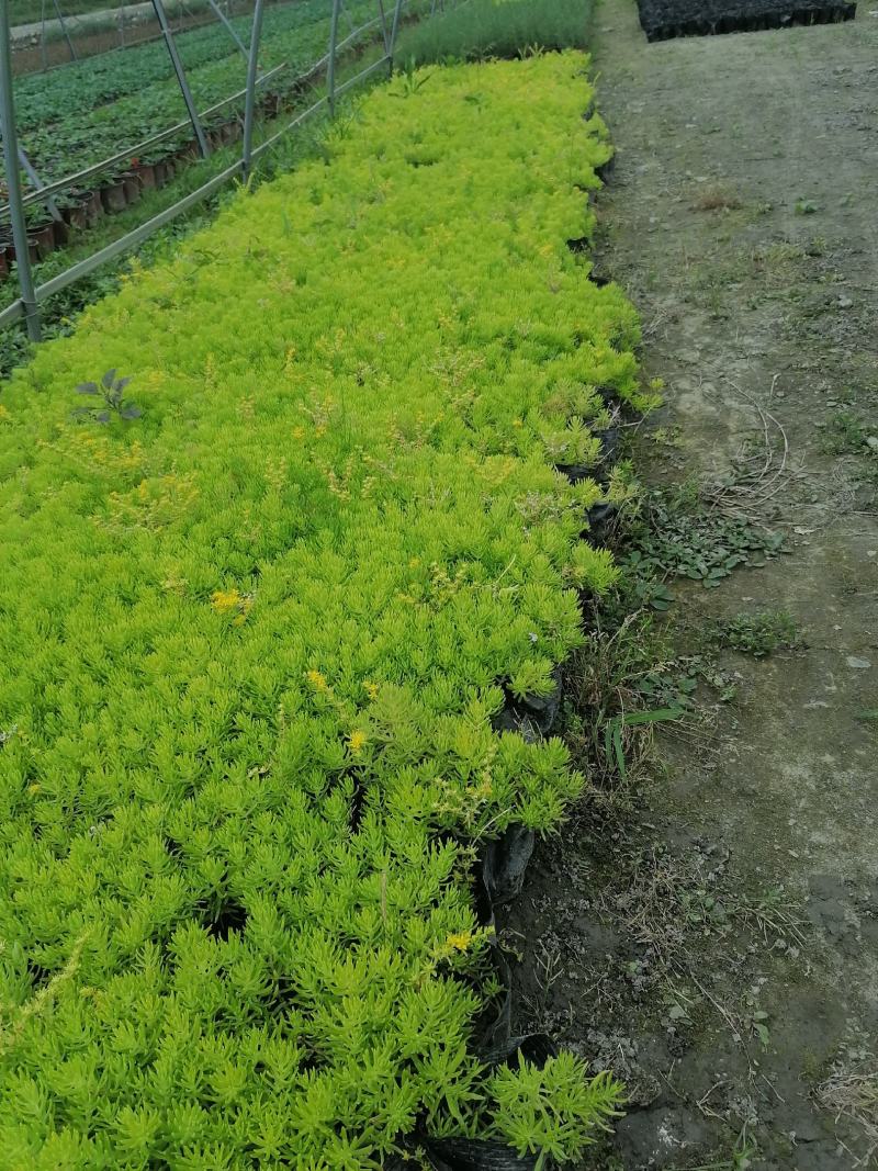 金叶佛甲草批发双色杯佛甲草，小杯佛苗圃直销