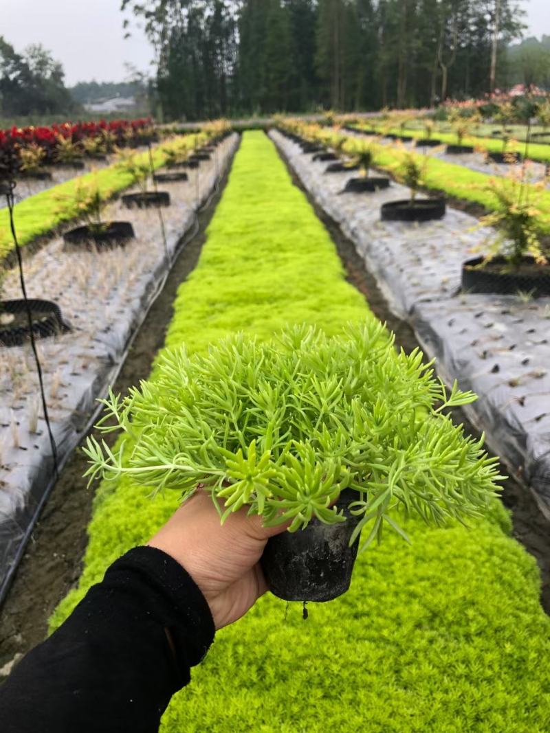金叶佛甲草批发双色杯佛甲草，小杯佛苗圃直销