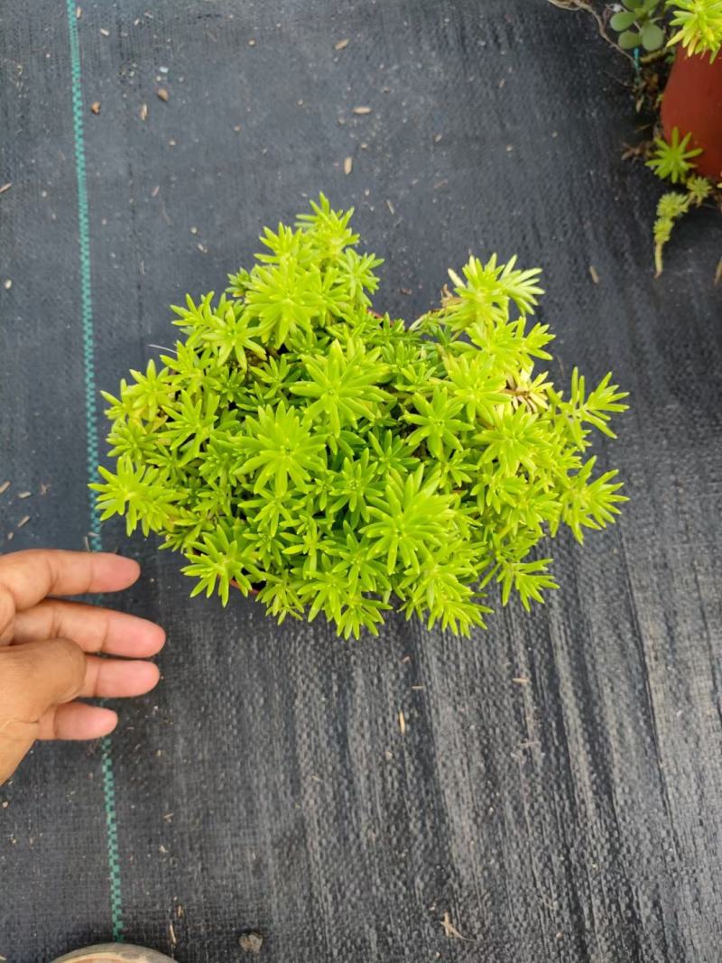 金叶佛甲草批发双色杯佛甲草，小杯佛苗圃直销