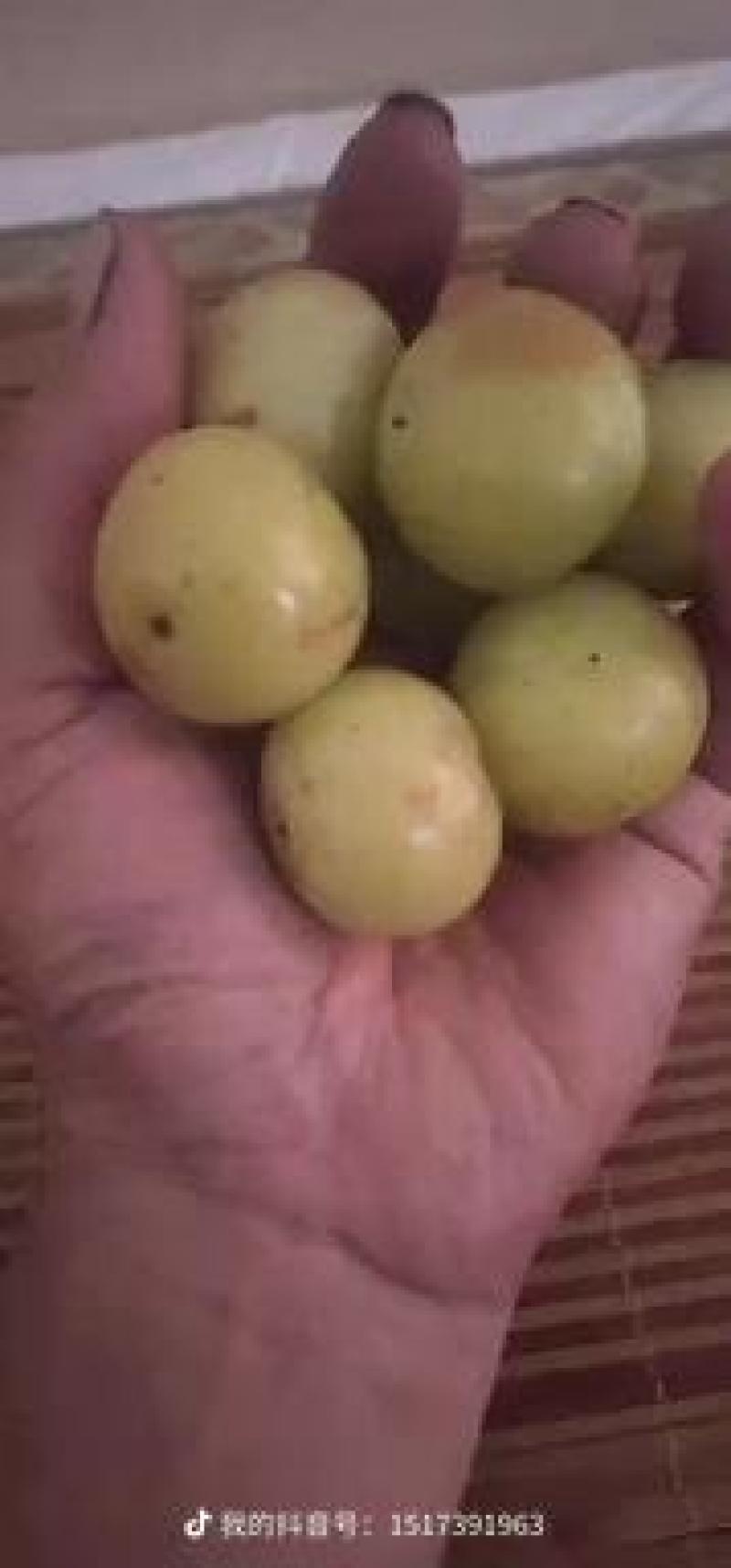 牛柑果