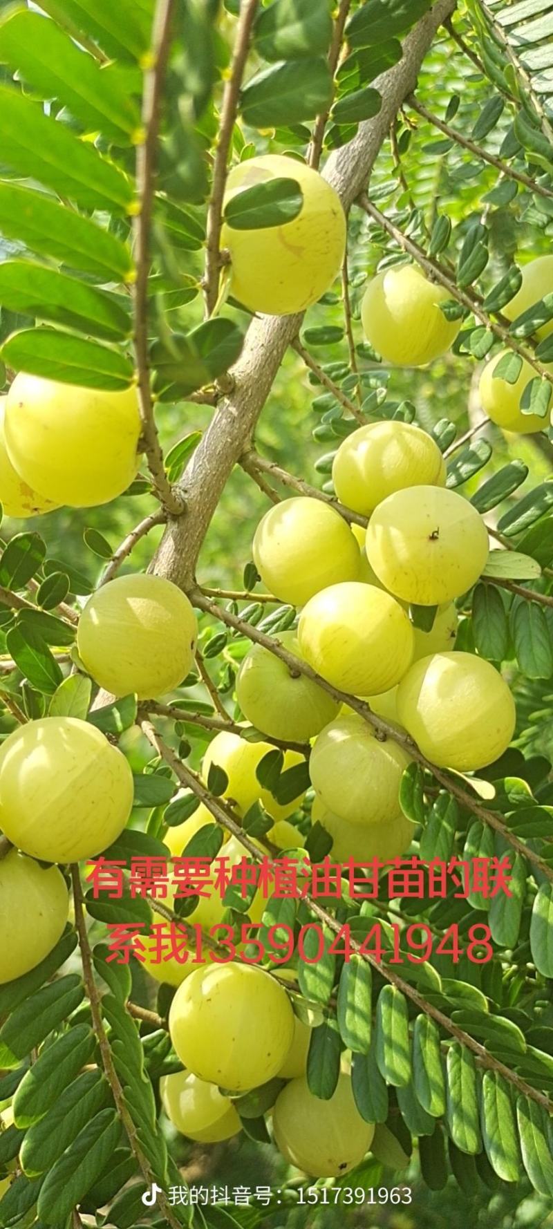 牛柑果