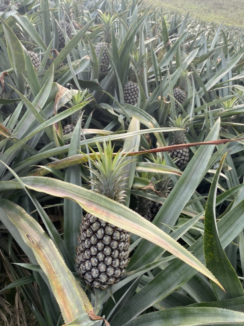 云南山地香水菠萝，香甜可口