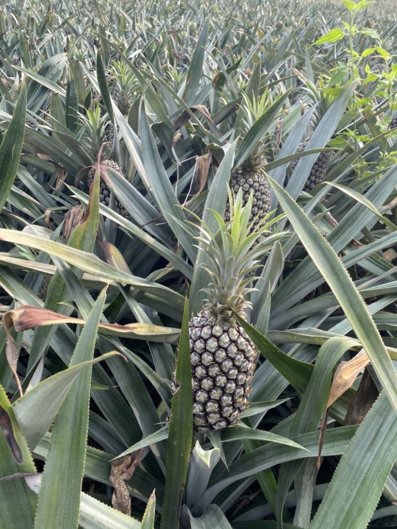 云南山地香水菠萝，香甜可口