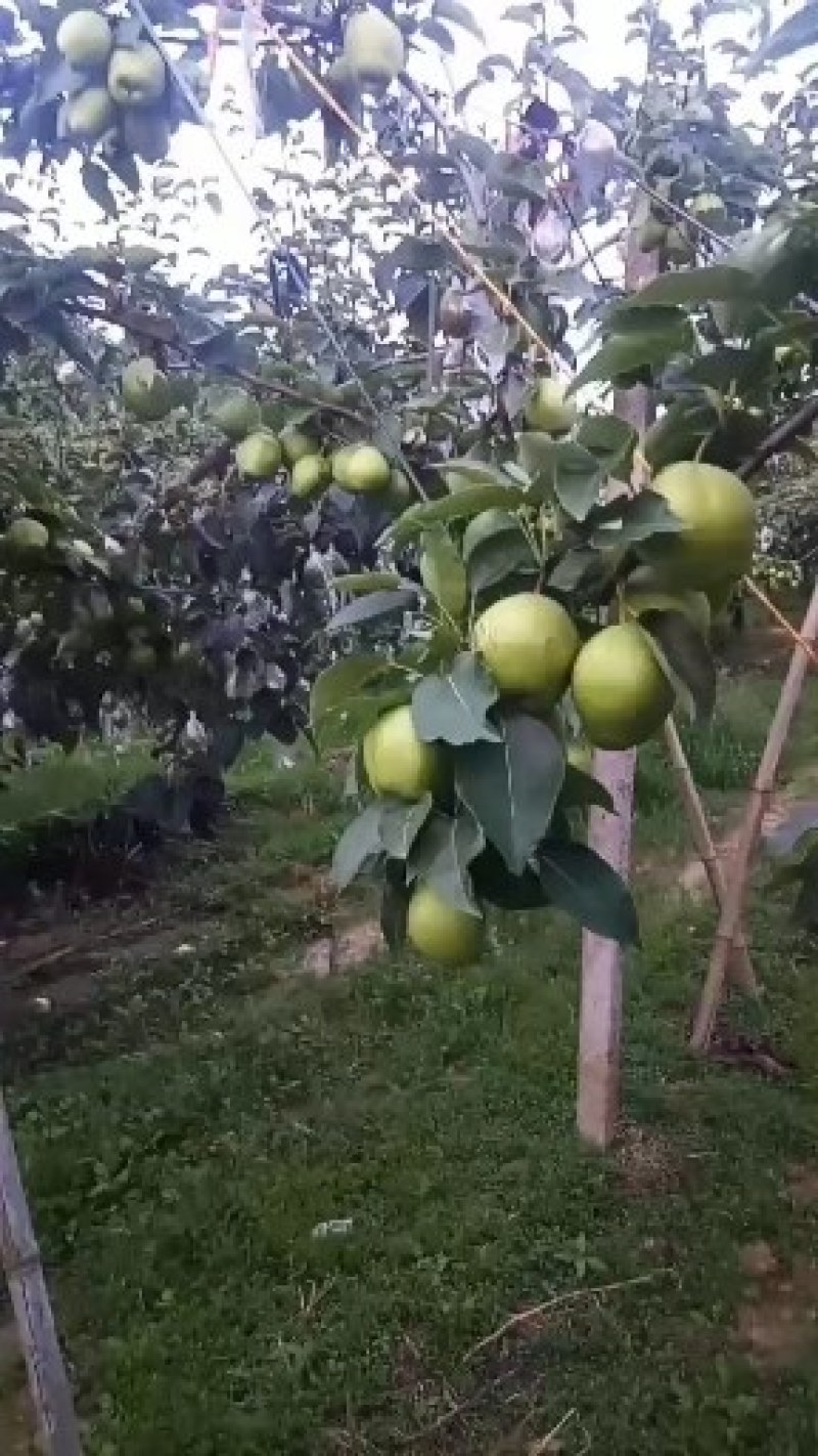 自家种植秋月梨，早酥梨大量上市高密南山酥梨基地代收代购