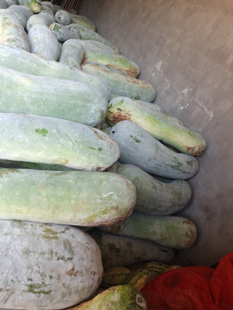 精品优质新鲜白皮冬瓜基地直供全国发货