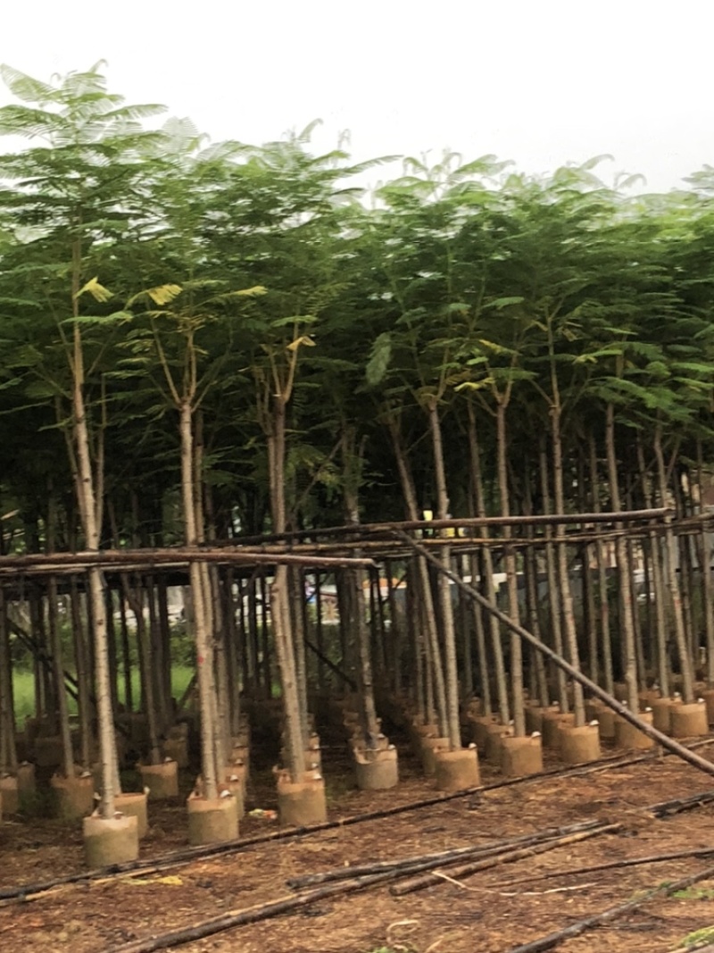 供应广东凤凰木5-6-7-8-9-10-15-18-20分