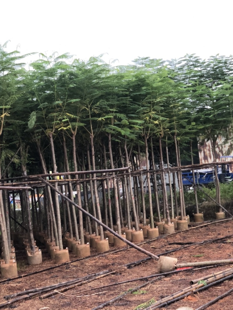 供应广东凤凰木5-6-7-8-9-10-15-18-20分