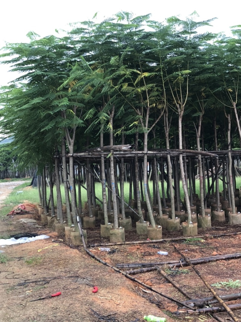 供应广东凤凰木5-6-7-8-9-10-15-18-20分
