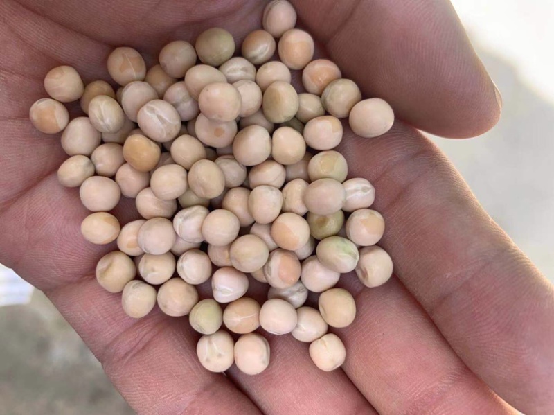 双母鸽子蛋轻微破损