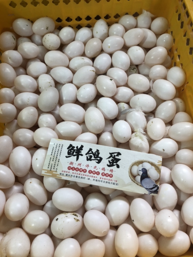 双母鸽子蛋轻微破损