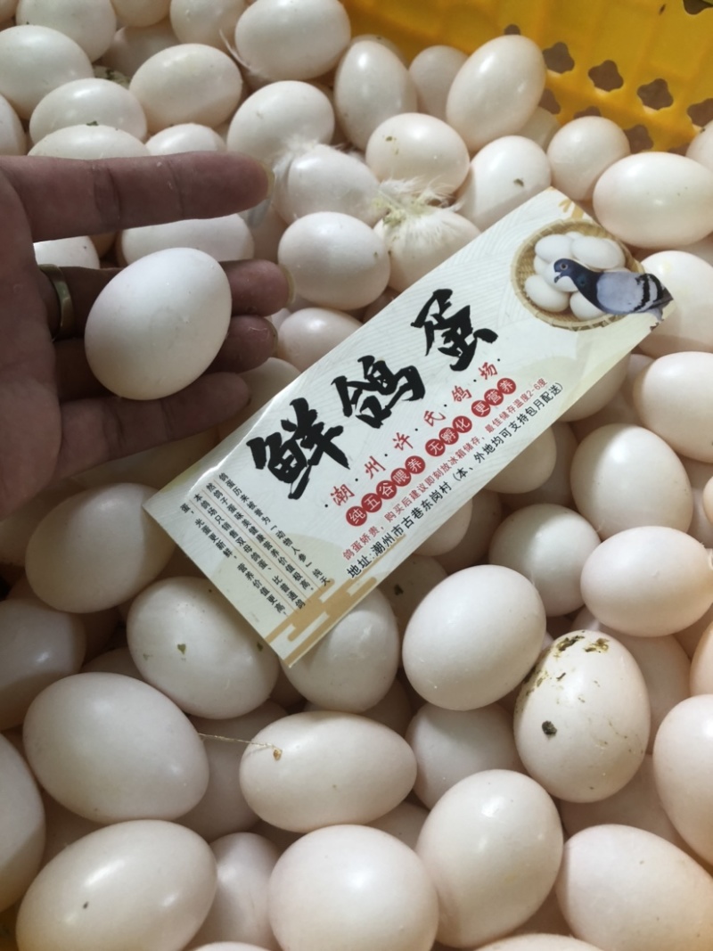 双母鸽子蛋轻微破损