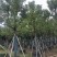 供应全冠香樟12-15-18-20-25分