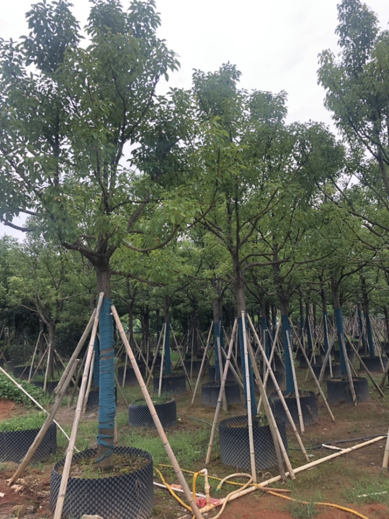 供应全冠香樟12-15-18-20-25分