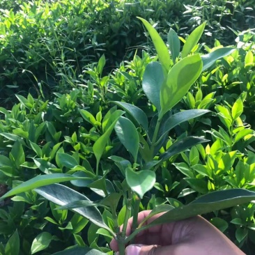 大量批发非州茉莉小苗15公分高
