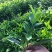 大量批发非州茉莉小苗15公分高