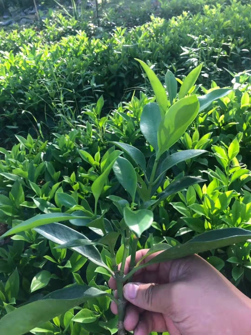 大量批发非州茉莉小苗15公分高