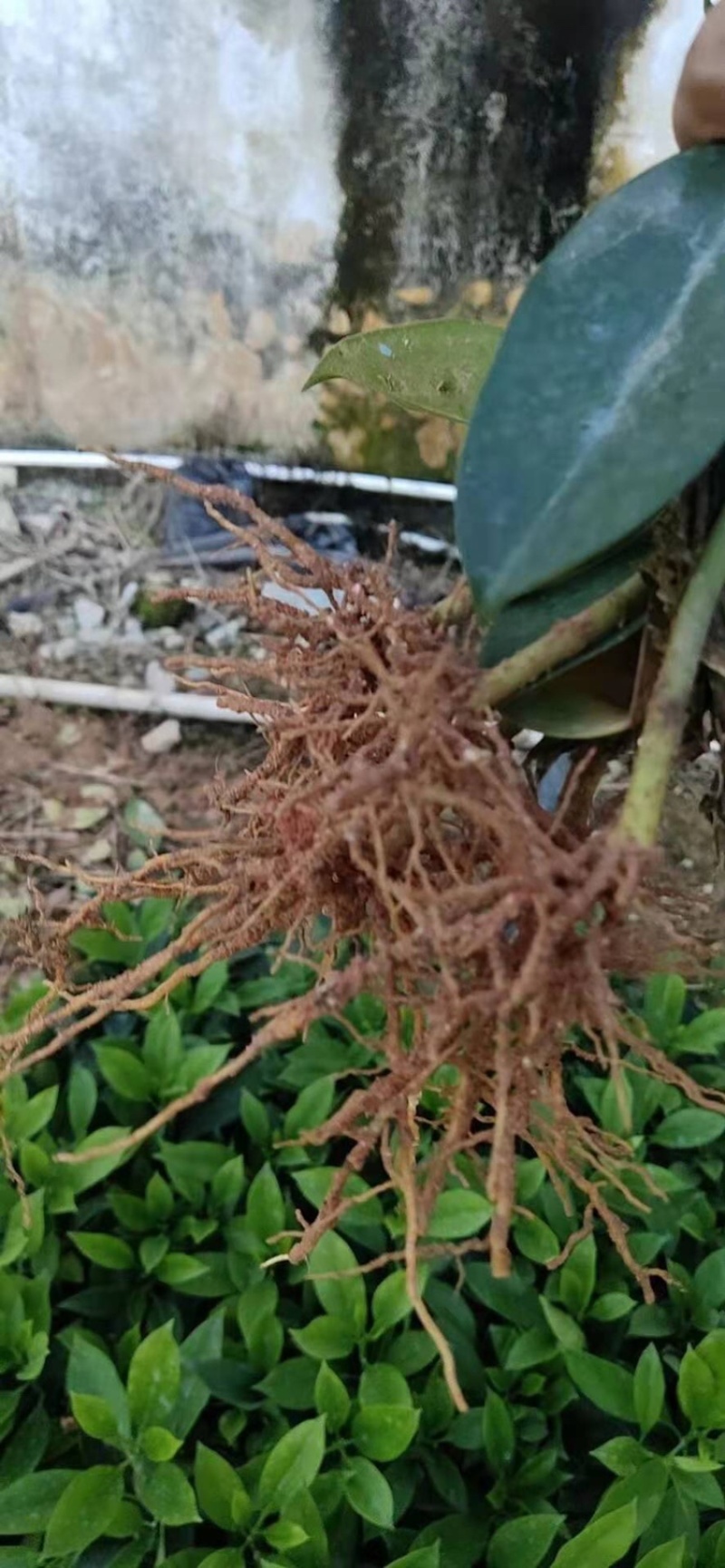 大量批发非州茉莉小苗15公分高