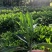 大量批发非州茉莉小苗15公分高
