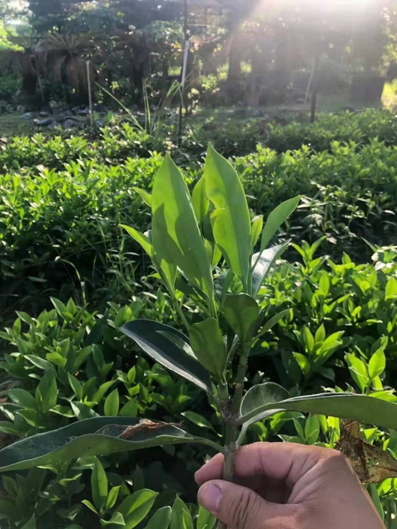 大量批发非州茉莉小苗15公分高