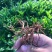 大量批发非州茉莉小苗15公分高