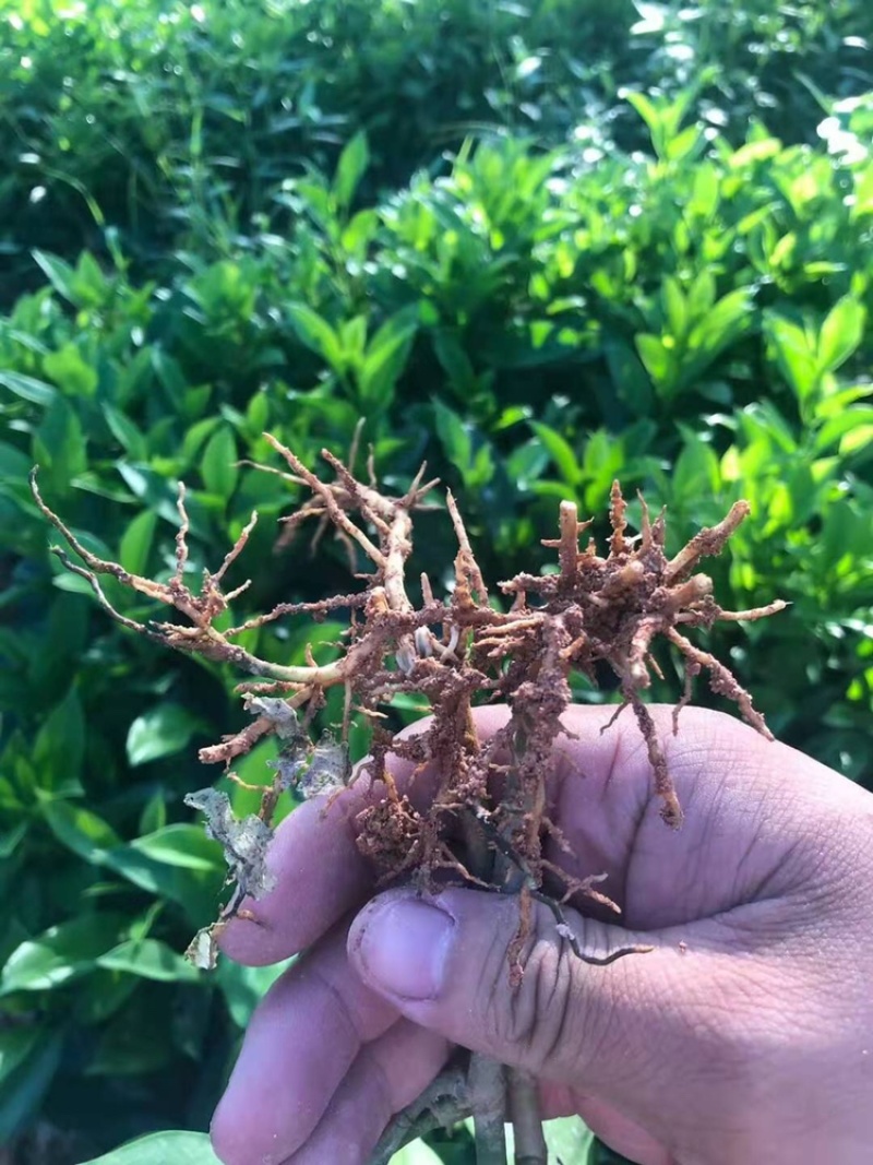 大量批发非州茉莉小苗15公分高