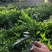 大量批发非州茉莉小苗15公分高
