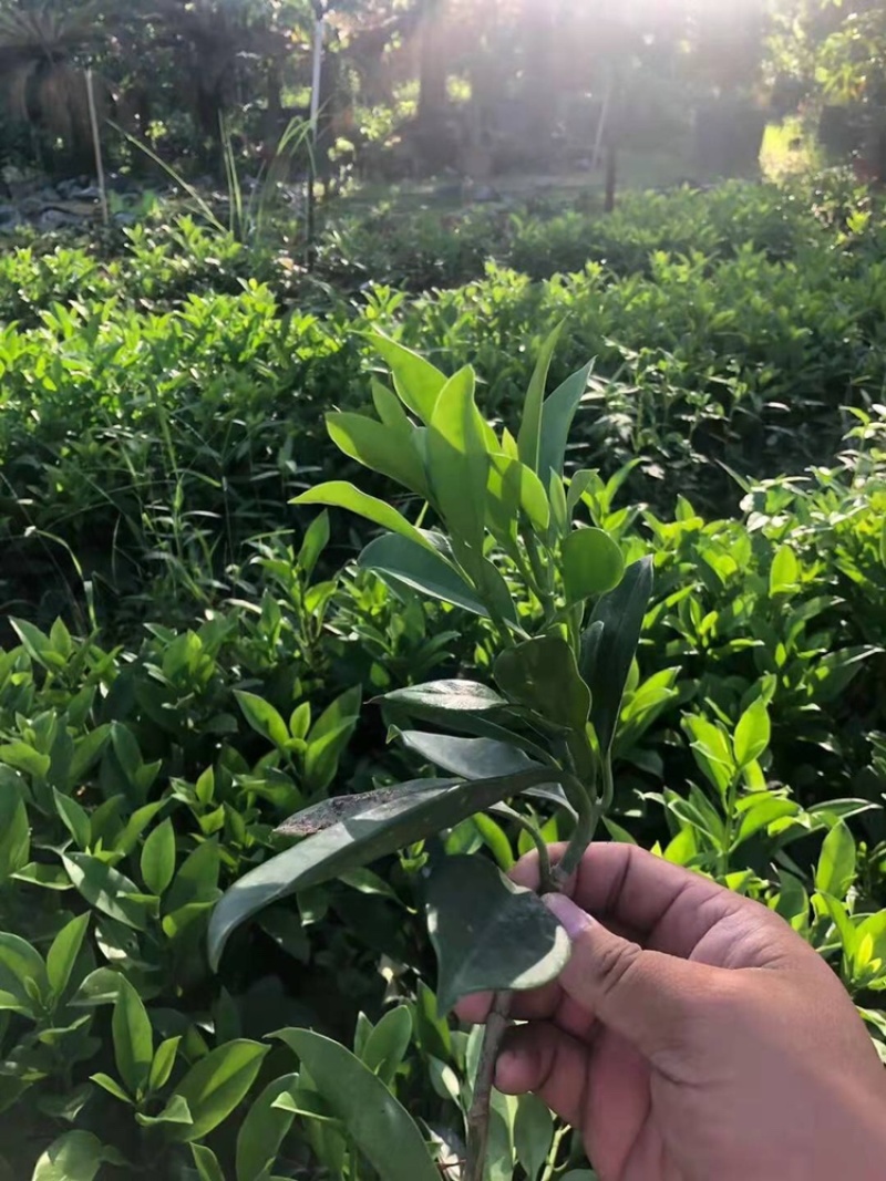 大量批发非州茉莉小苗15公分高