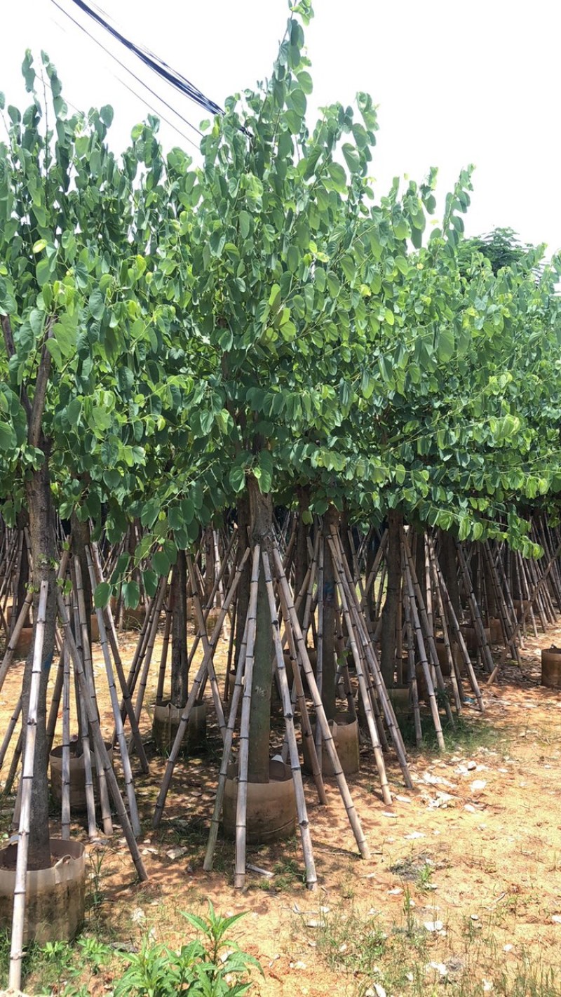 大量供应红花紫荆5-6-8-10-12-15分