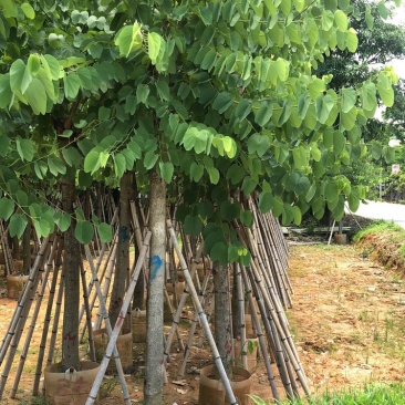 大量供应红花紫荆5-6-8-10-12-15分