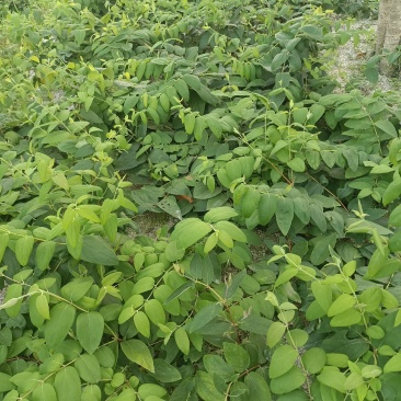 金银花树苗