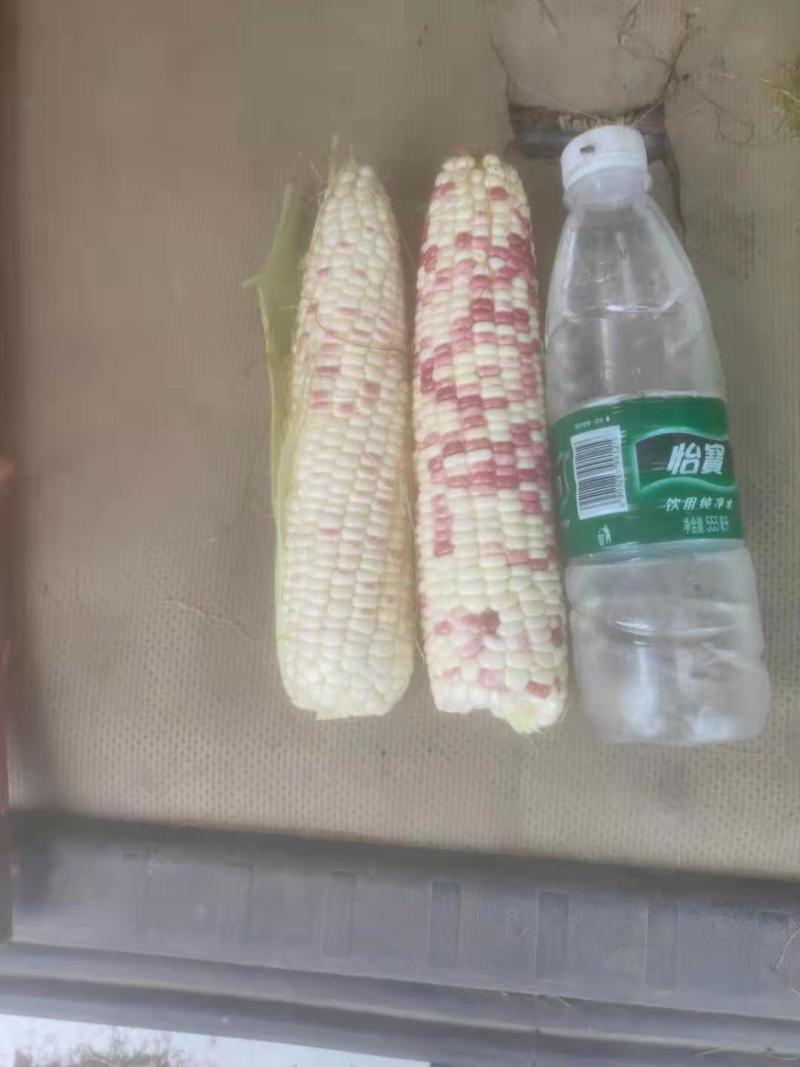 彩糯大量供应价格下滑