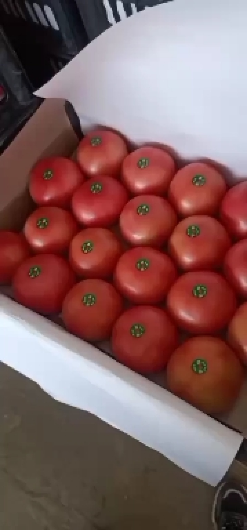 硬粉西红柿